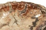 Massive Polished Petrified Wood Dish ( lbs) - Madagascar #207423-6